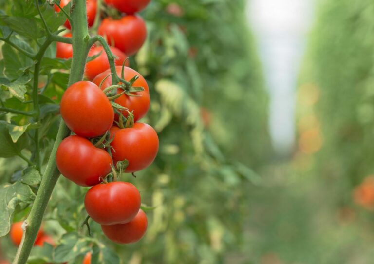 Leia mais sobre o artigo TOMATE