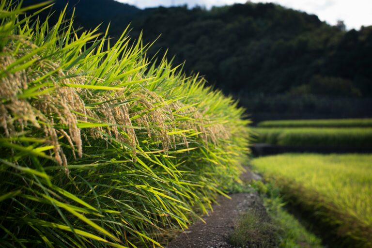 Leia mais sobre o artigo ARROZ